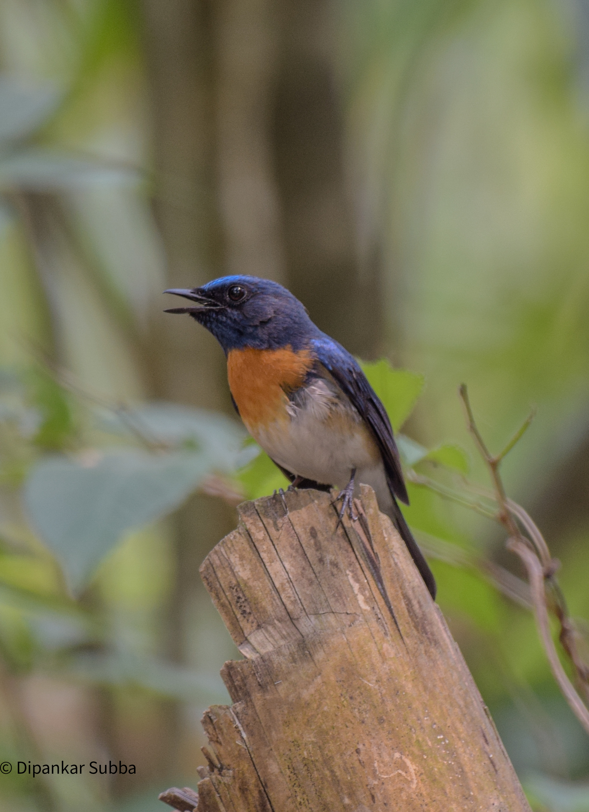 Blue Throated Flycatcher